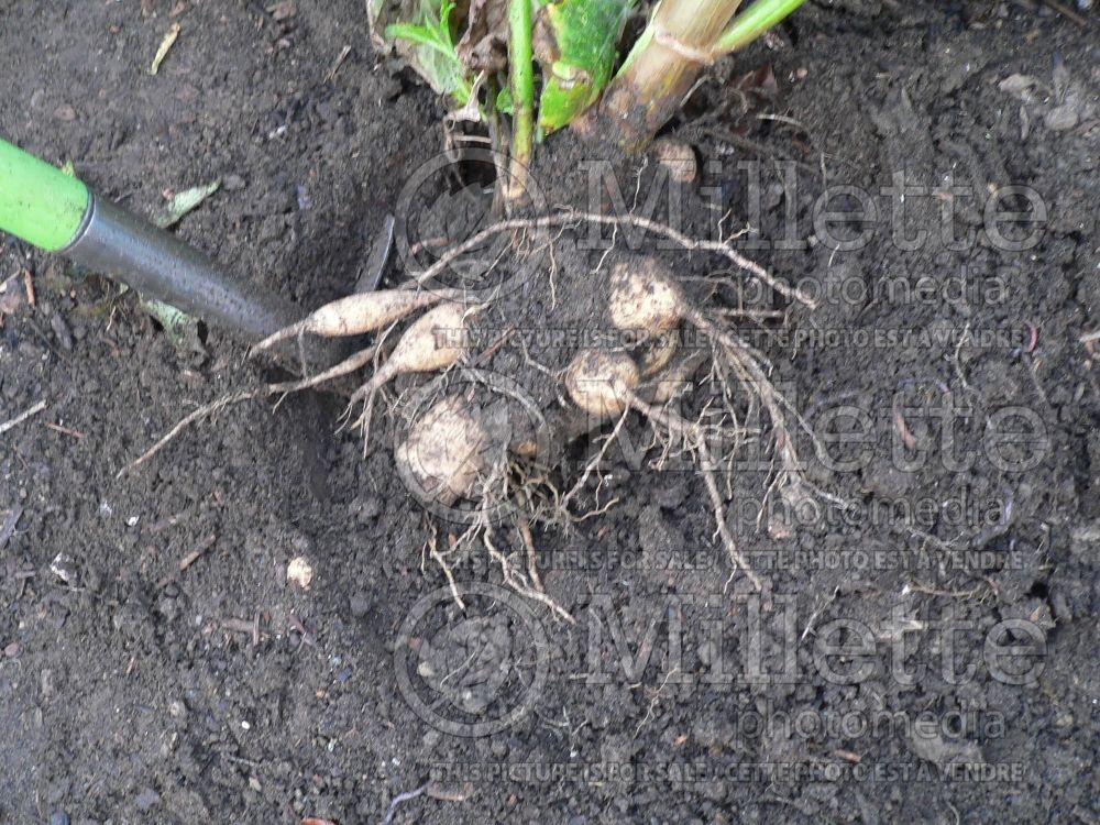 Dahlia tubers lifted in Fall 1