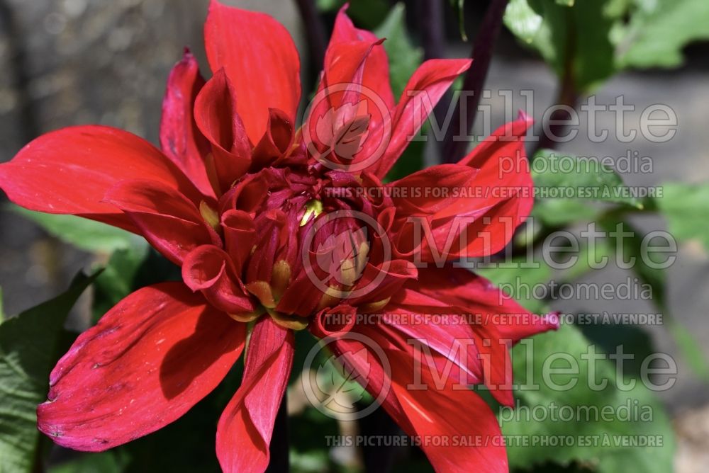 Dahlia Babylon Red (Decorative Dahlia) 1 