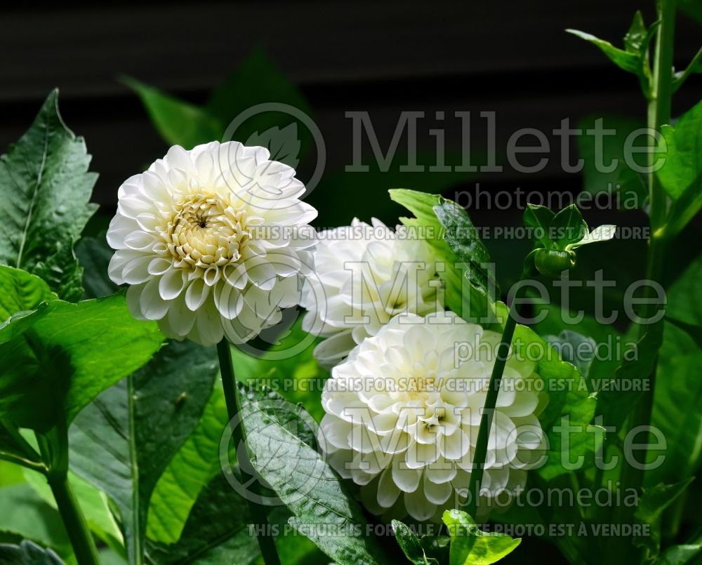 Dahlia Boom Boom White (Dahlia) 1