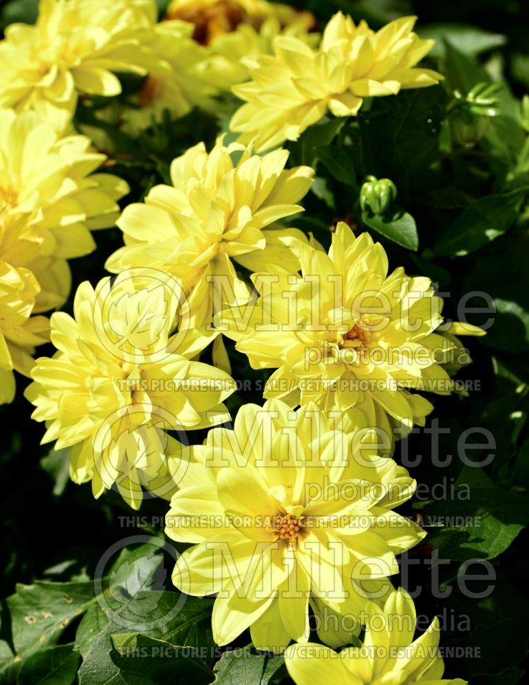 Dahlia Dahlinova Hypnotica Yellow (decorative dahlia) 1 