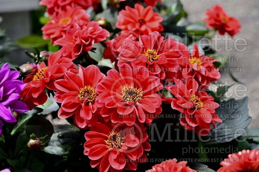 Dahlia Dahlinova Temptation Orange (Decorative Dahlia) 3