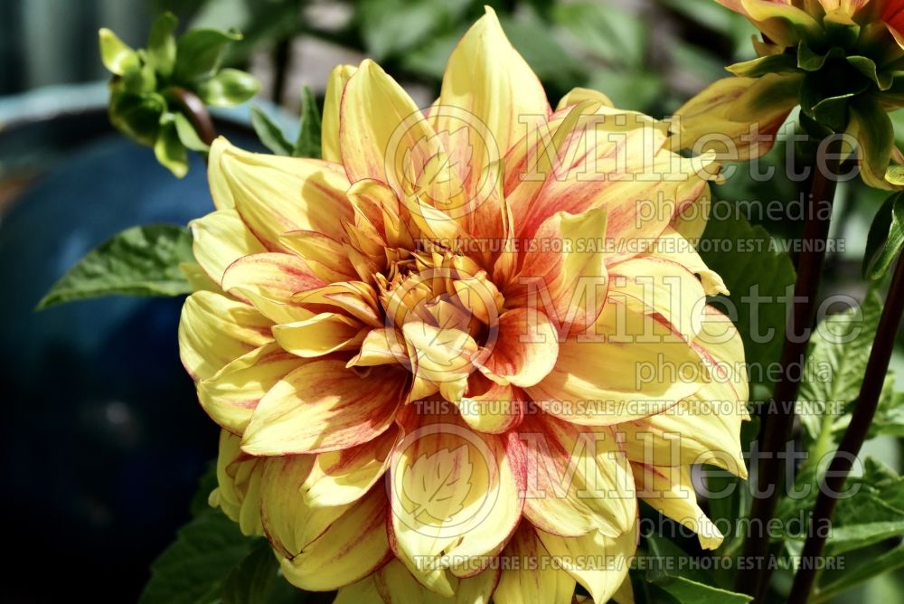 Dahlia Dazzling Sun (Decorative Dahlia) 1 