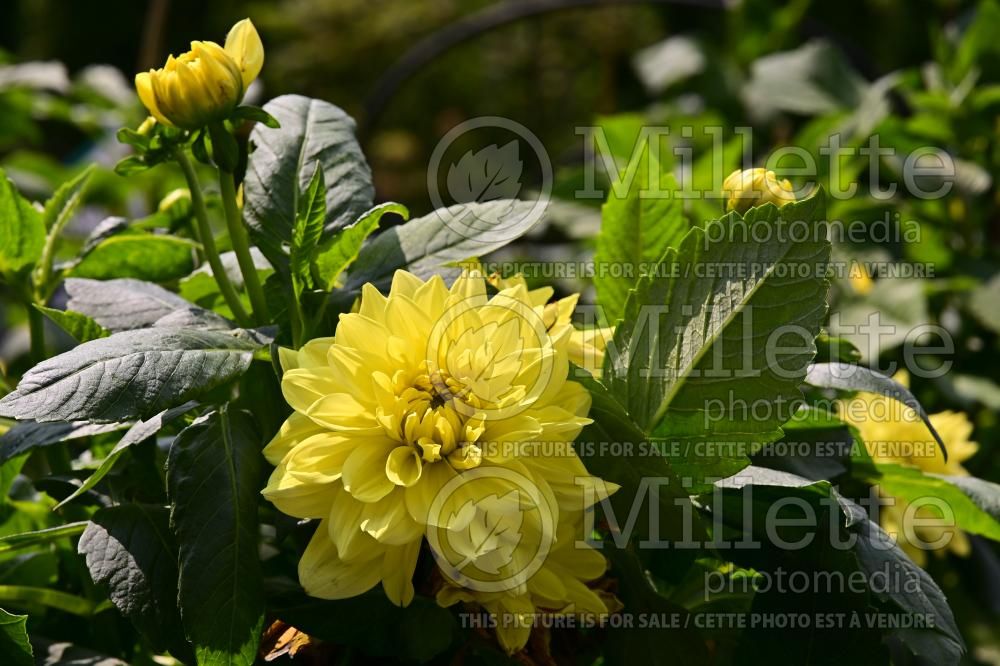 Dahlia Go Go Yellow (Patio Dahlia) 1