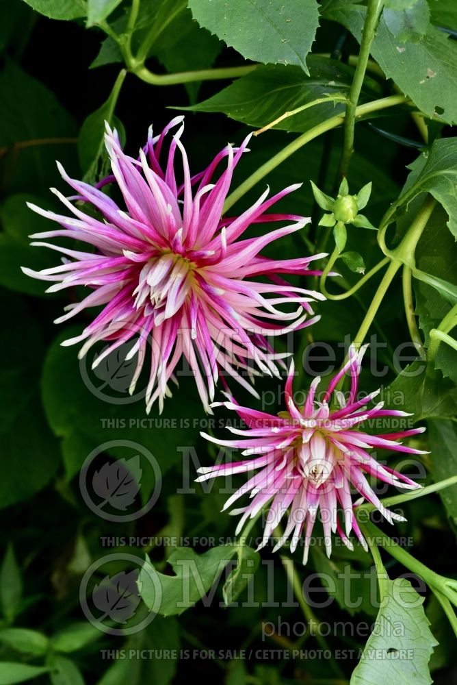 Dahlia Hollyhill Spider Woman (Dinnerplate Dahlia) 1 