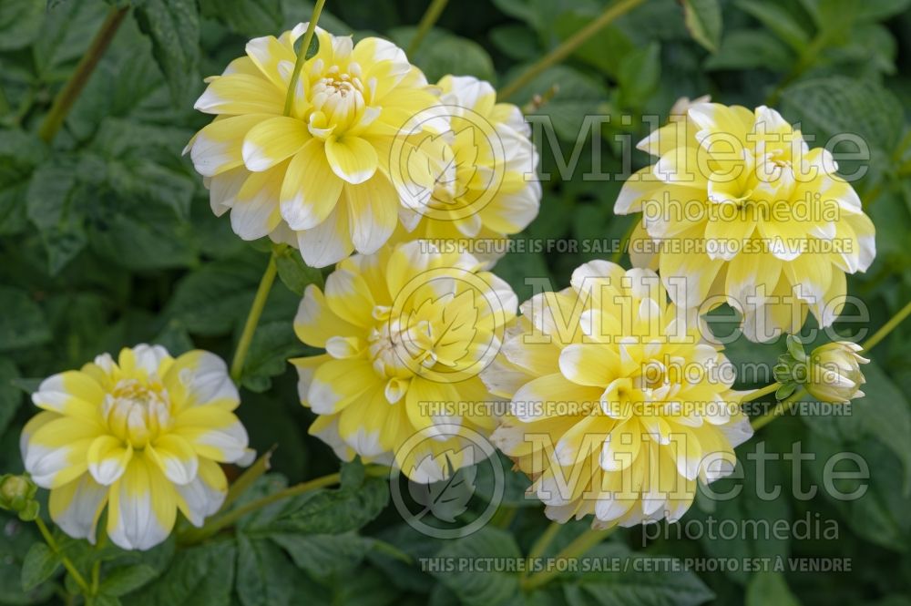 Dahlia Lemon Cane (Decorative Dahlia) 1