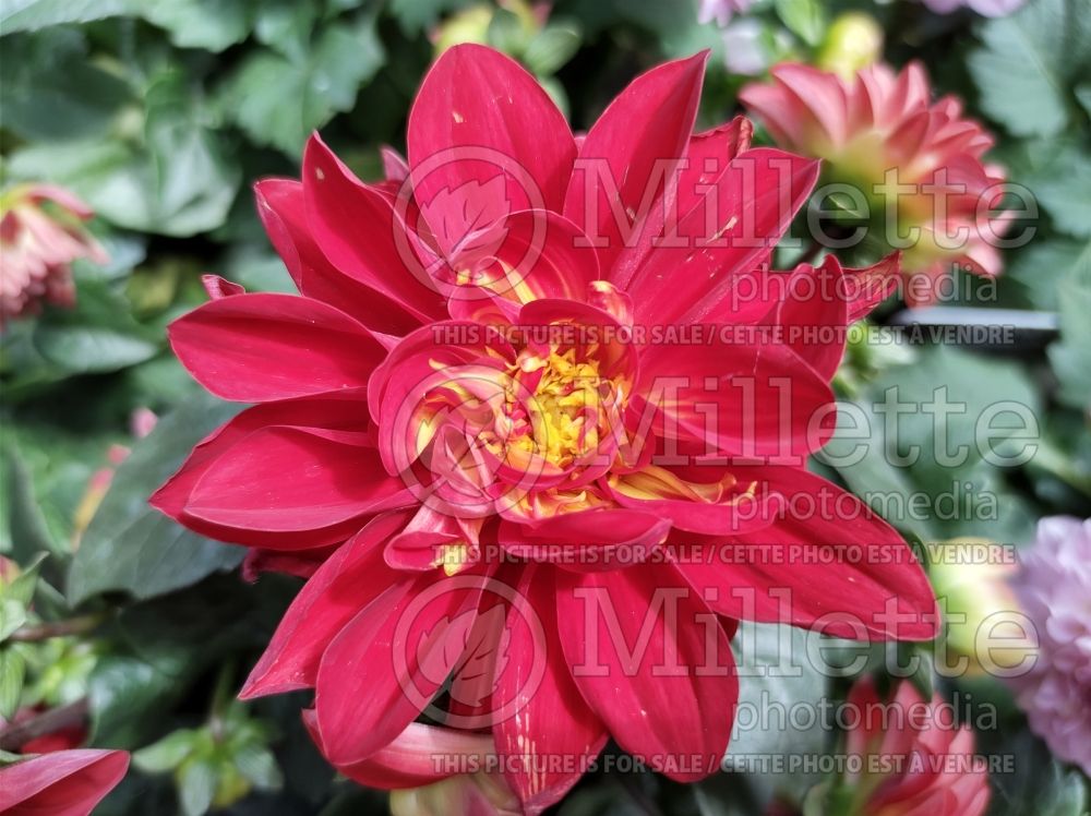 Dahlia Midalio Burgundy (Decorative Dahlia) 1 