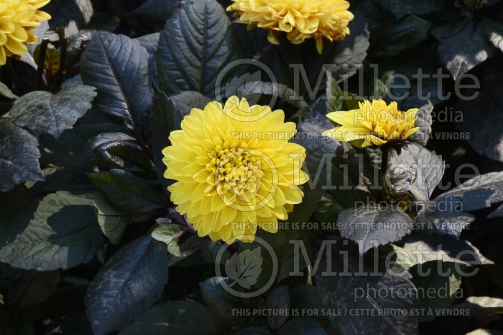 Dahlia Labella Maggiore Fun Chocolate Yellow (Waterlily Dahlia) 1 