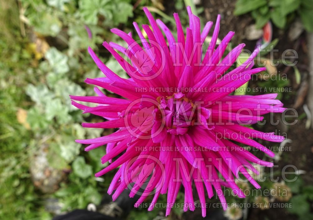 Dahlia Purple Gem (Cactus Dahlia) 2