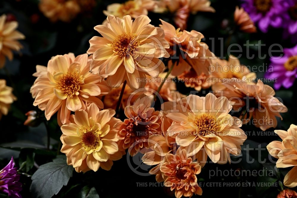 Dahlia Temptation Golden (Waterlily Dahlia)  1 