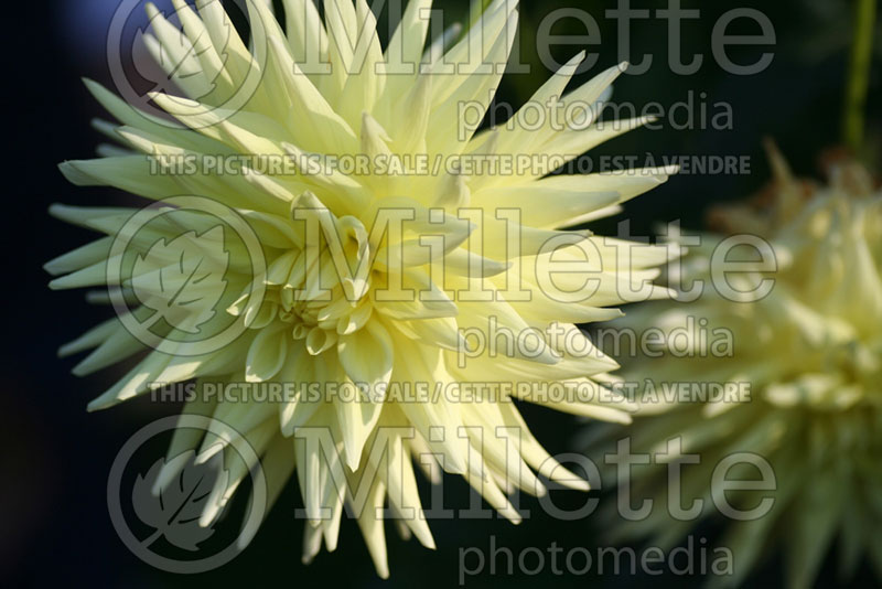 Dahlia Aitara Majesty (Giant Semi Cactus Dahlia)  1 