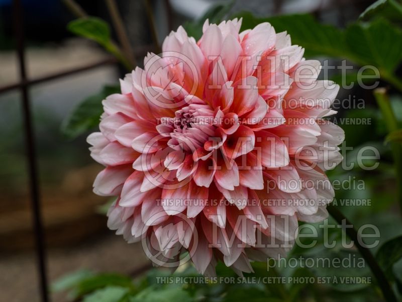 Dahlia A La Mode (Dahlia)  1 