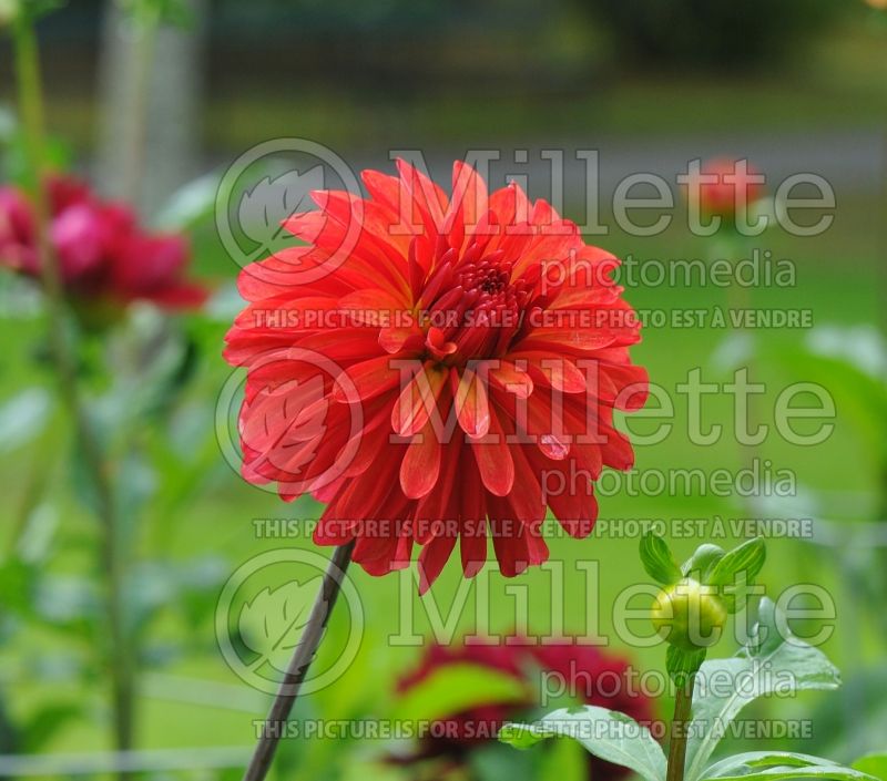 Dahlia Alberta Sunset (Decorative Dahlia) 1 