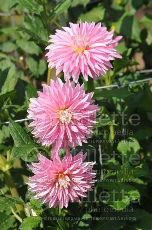 Dahlia Alloway Candy (Decorative Dahlia) 1 