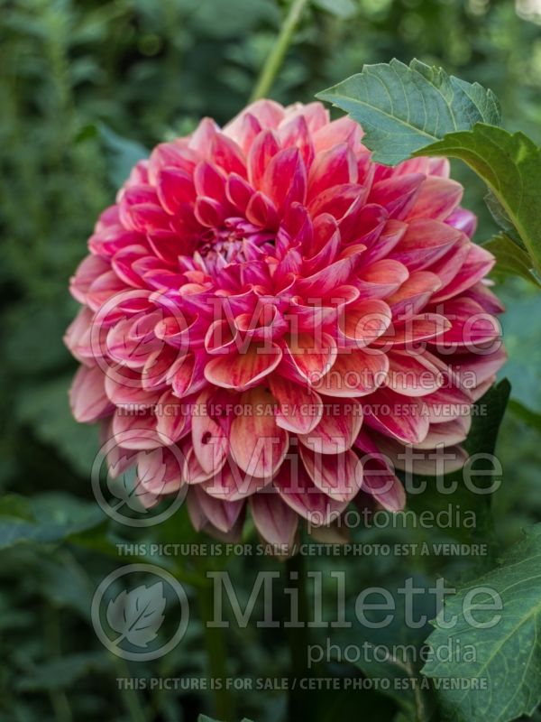 Dahlia All that Jazz (Dahlia) 1 