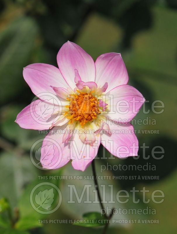 Dahlia Alpen Diamond (Dahlia)  1 