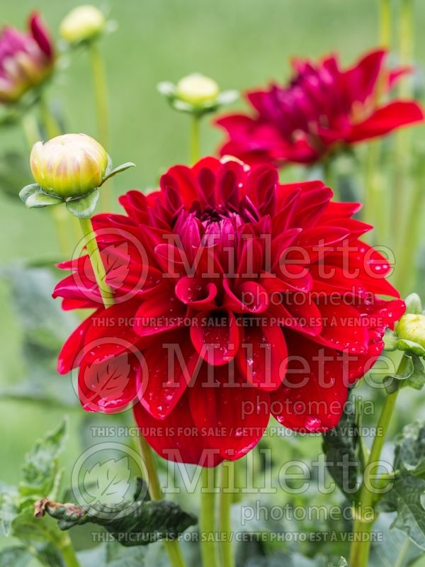 Dahlia American Beauty (Informal Decorative Dahlia)  4 