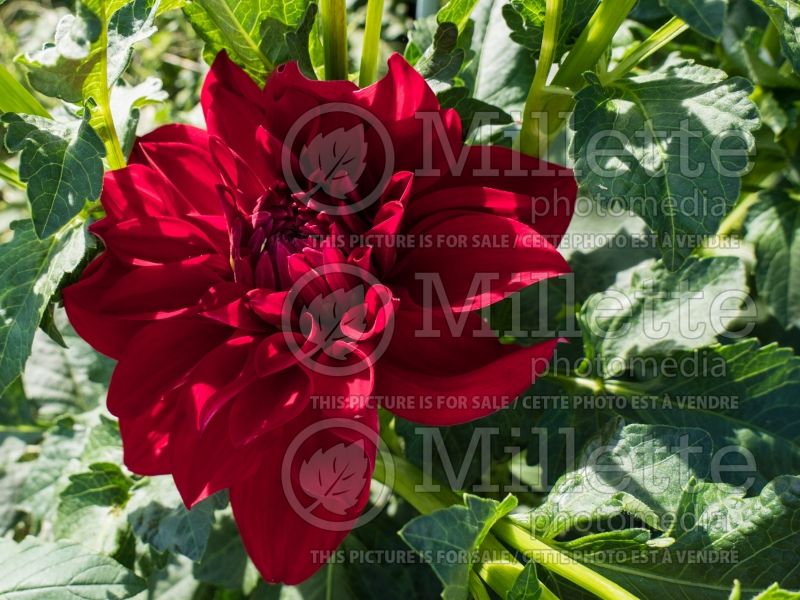 Dahlia American Beauty (Informal Decorative Dahlia)  2 