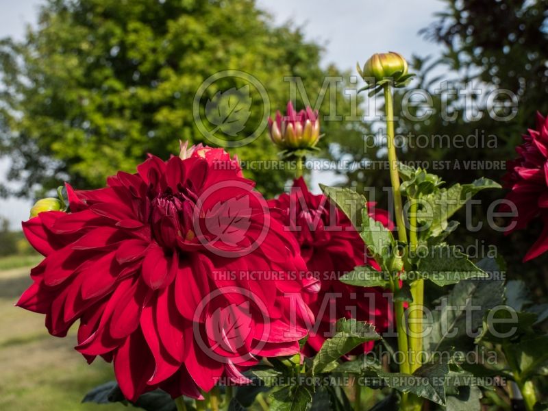 Dahlia American Beauty (Informal Decorative Dahlia)  5 