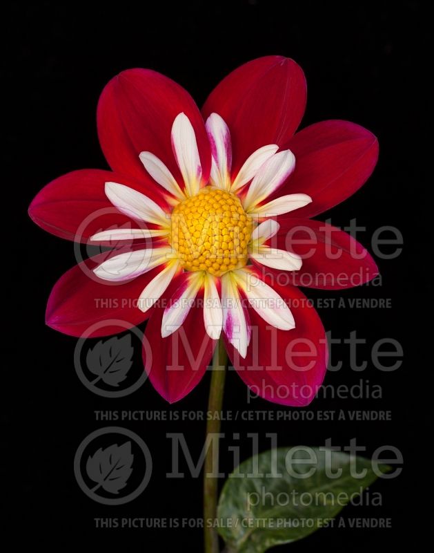 Dahlia Apopa Cindy (Dahlia)  1 