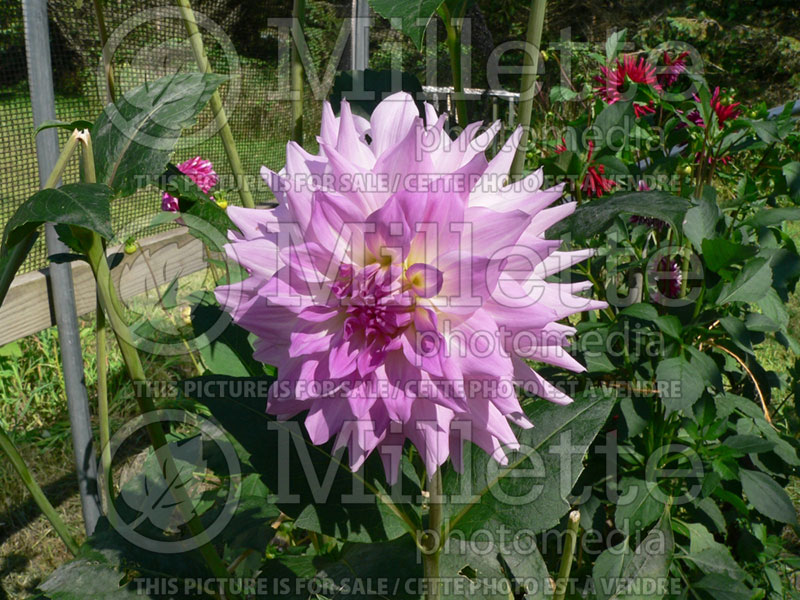 Dahlia April Dawn (Decorative Dahlia) 1 