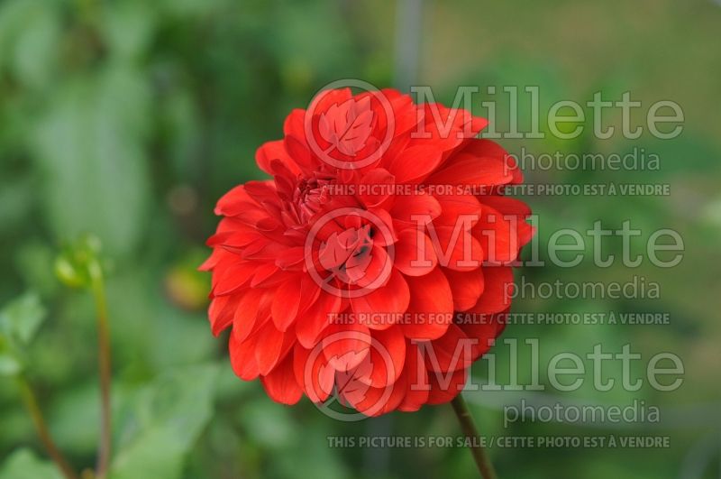 Dahlia Audrey Grace (Formal Dahlia)  1 