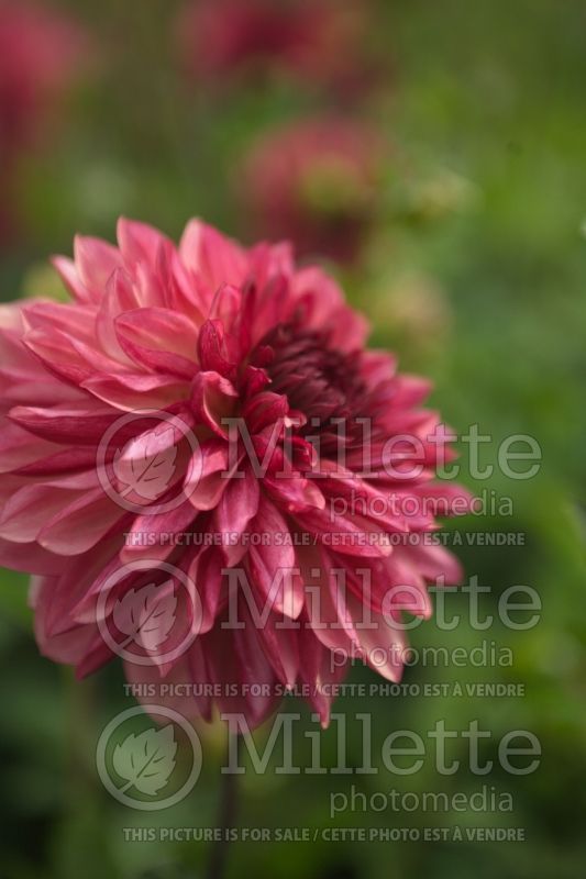 Dahlia Bacardi (Dahlia)  1 