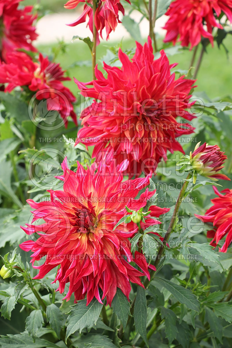 Dahlia Bangkok (Informal Dahlia)  1 