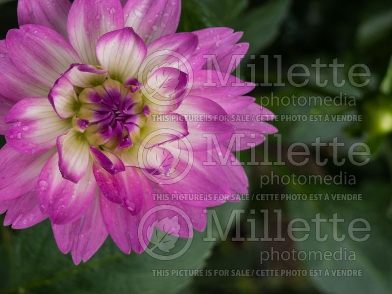 Dahlia Bitsy (Dahlia)  1 