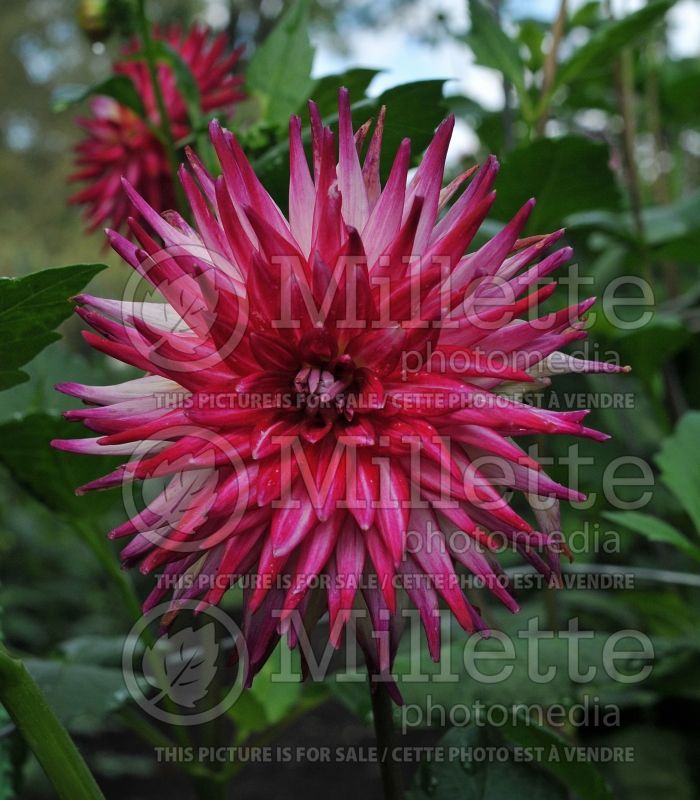 Dahlia Blended Beauty (Cactus Dahlia)  1 