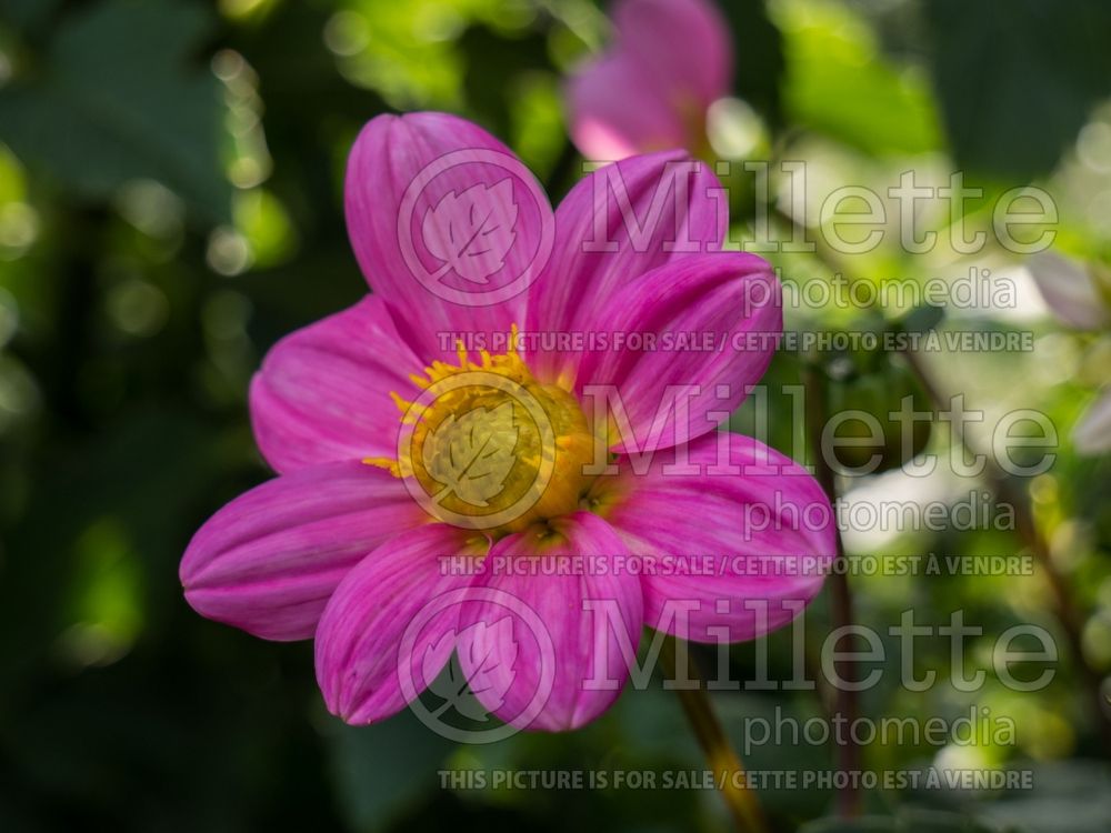 Dahlia Bonne Esperance (Dahlia)  1 