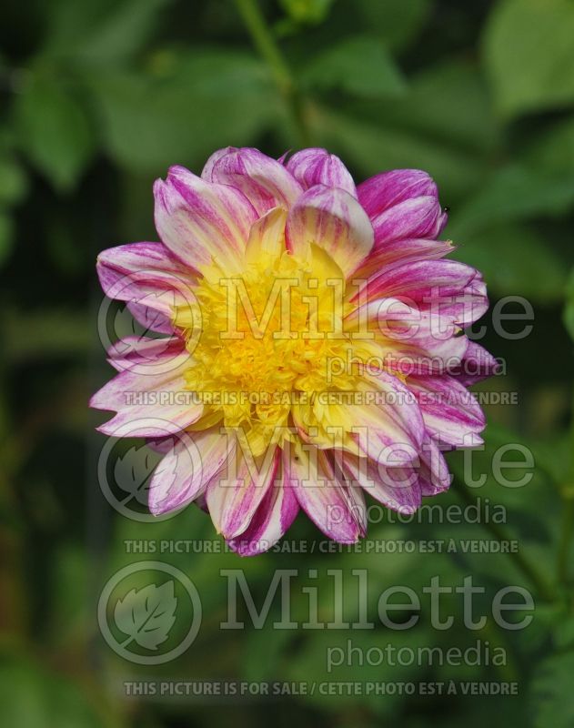 Dahlia Boogie Woogie (Anemone Dahlia)  1 