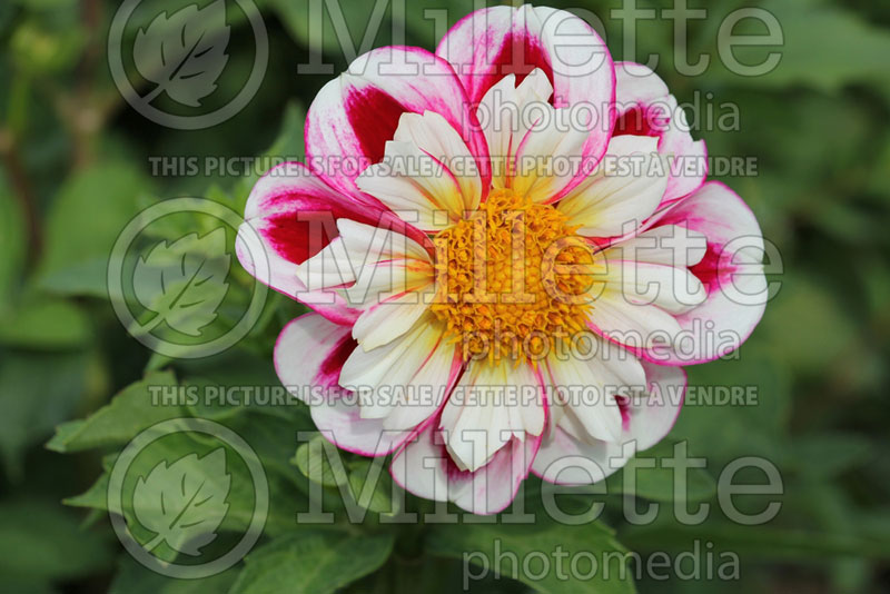 Dahlia Bumble Rumble (Dahlia)  1 