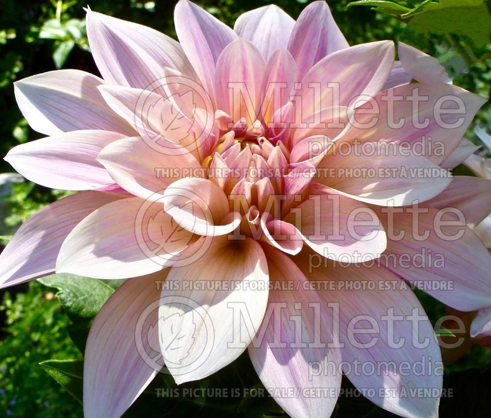 Dahlia Cafe au Lait (Dahlia) 1