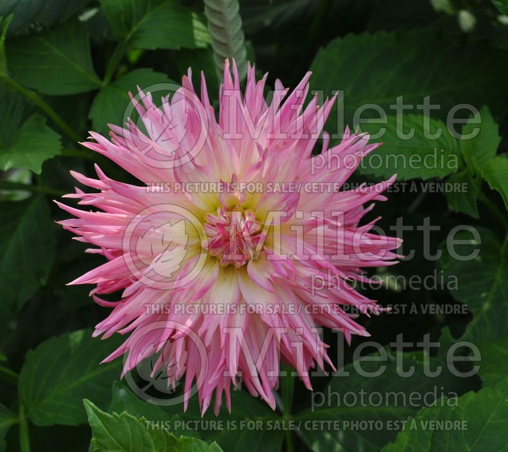 Dahlia Camano Puff (Dahlia)  1 