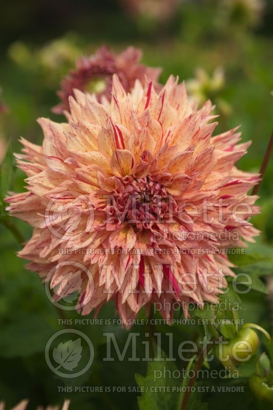 Dahlia Ciaboss (Dahlia)  1 