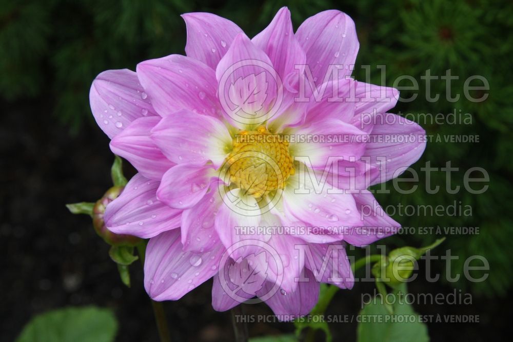 Dahlia Cloudburst (Dahlia)  1