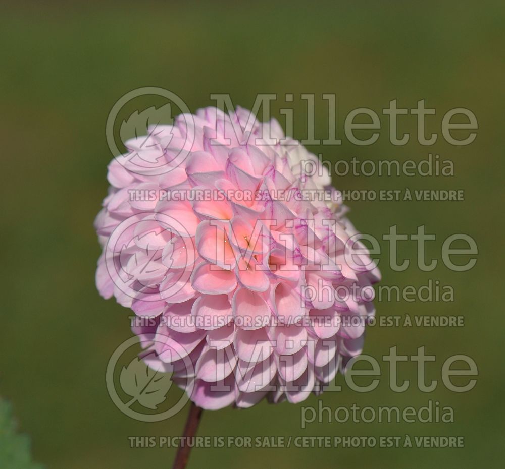 Dahlia Cobequid Daphne (Dahlia)  1 