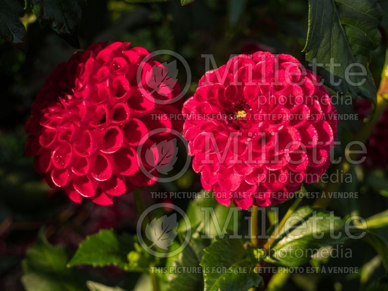 Dahlia Cornel (Ball Dahlia)  3