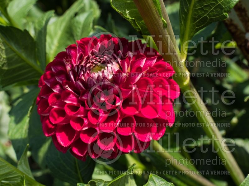 Dahlia Cornel (Ball Dahlia)  1 