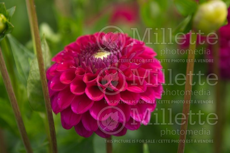 Dahlia Cryfield Harmony (Dinner Plate Dahlia)  1 