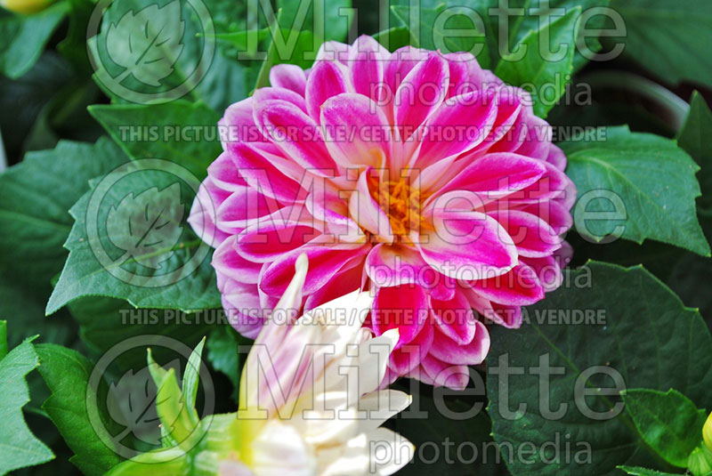 Dahlia Dahlietta Louise ou Dapasulo (Dahlia)   