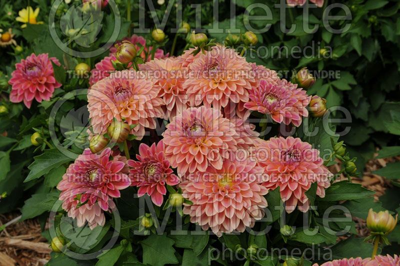 Dahlia Dahlinova Hypnotica Bellini (Decorative Dahlia)  1 