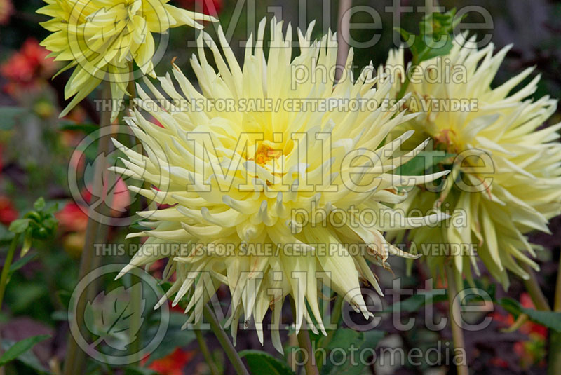 Dahlia Danum Cream (Dahlia) 1