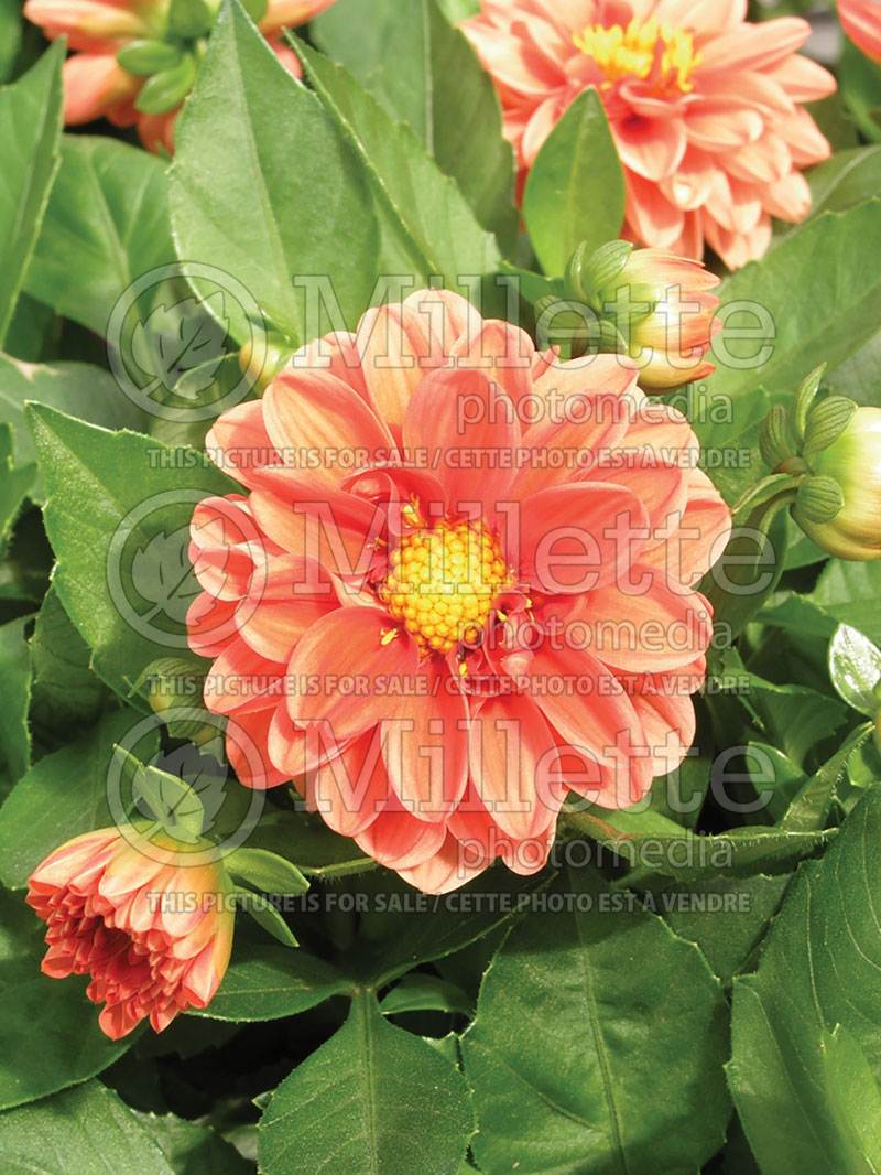 Dahlia Dapper (Waterlily Dahlia)  1 