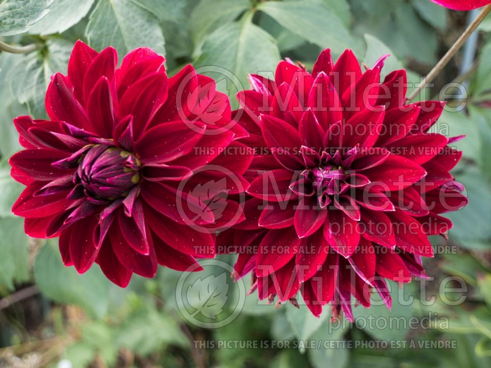 Dahlia Debora Renae (Dahlia)  2 