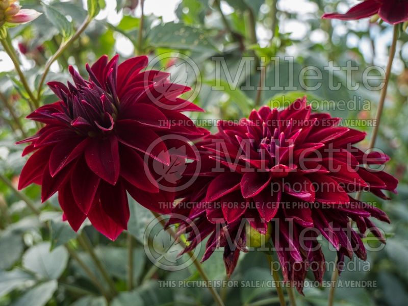 Dahlia Debora Renae (Dahlia)  3 