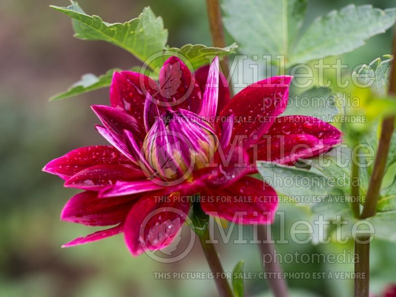 Dahlia Debora Renae (Dahlia)  1 