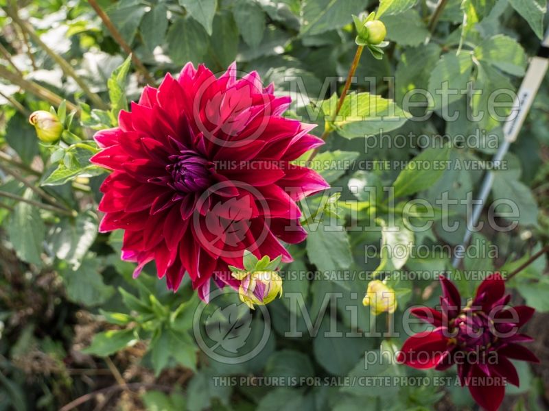 Dahlia Debora Renae (Dahlia)  4 