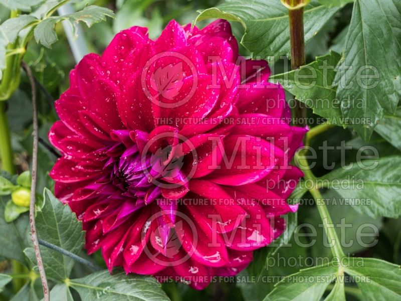 Dahlia Diva (Dahlia)  1 