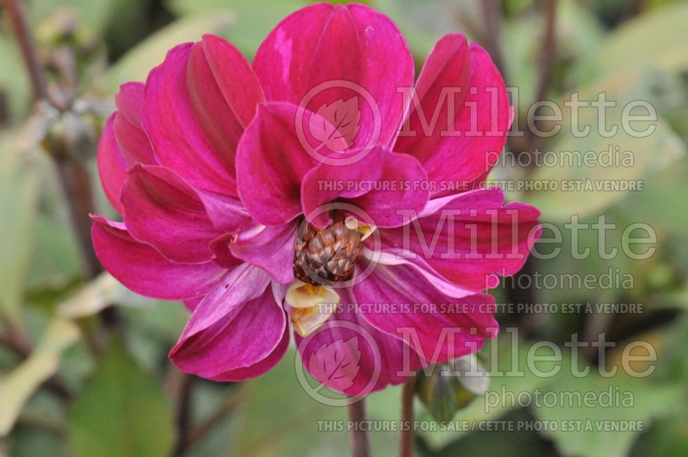 Dahlia Dreamy Fusion (Dahlia)  1 